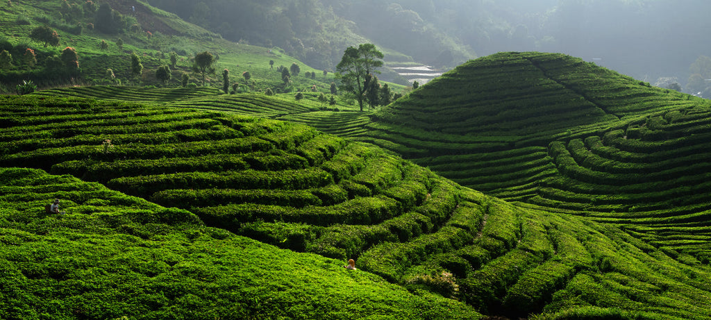 PuerhTea