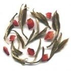 Imperial White Peony with Rose
